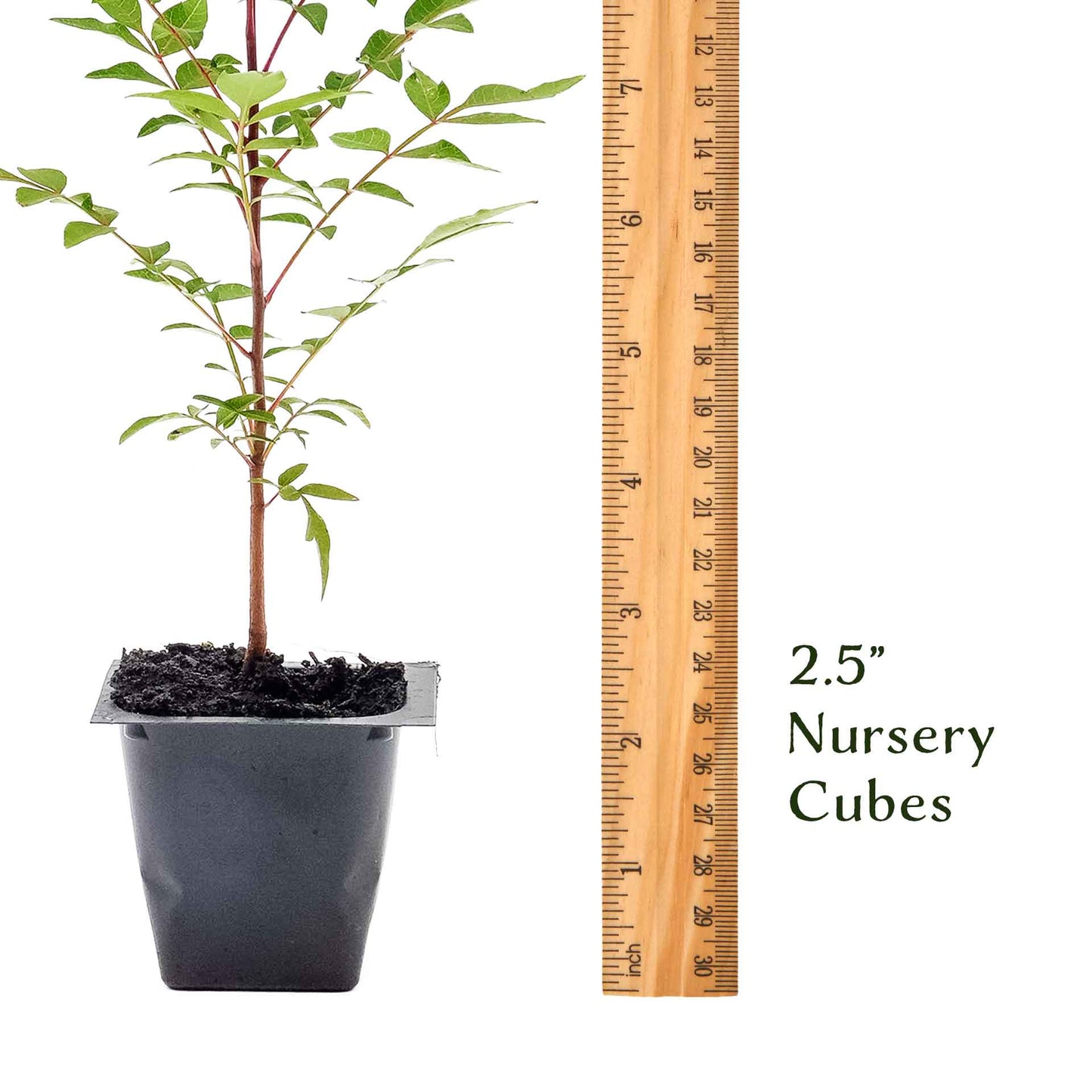 Dormant Chinese Pistache Tree Saplings (Pistacia Chinensis) in 2.5" Nursery Cubes