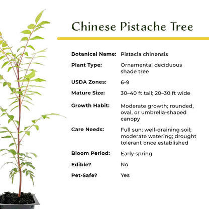 Dormant Chinese Pistache Tree Saplings (Pistacia Chinensis) in 2.5" Nursery Cubes