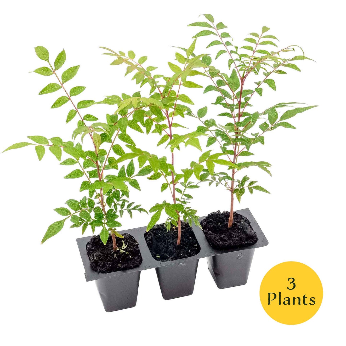 Dormant Chinese Pistache Tree Saplings (Pistacia Chinensis) in 2.5" Nursery Cubes