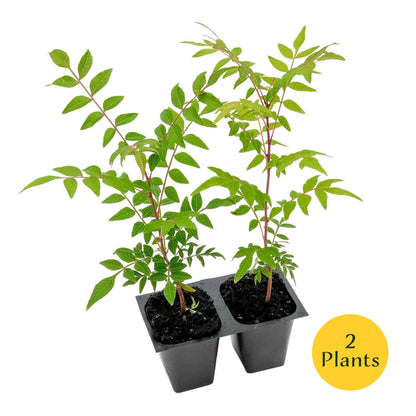 Dormant Chinese Pistache Tree Saplings (Pistacia Chinensis) in 2.5" Nursery Cubes