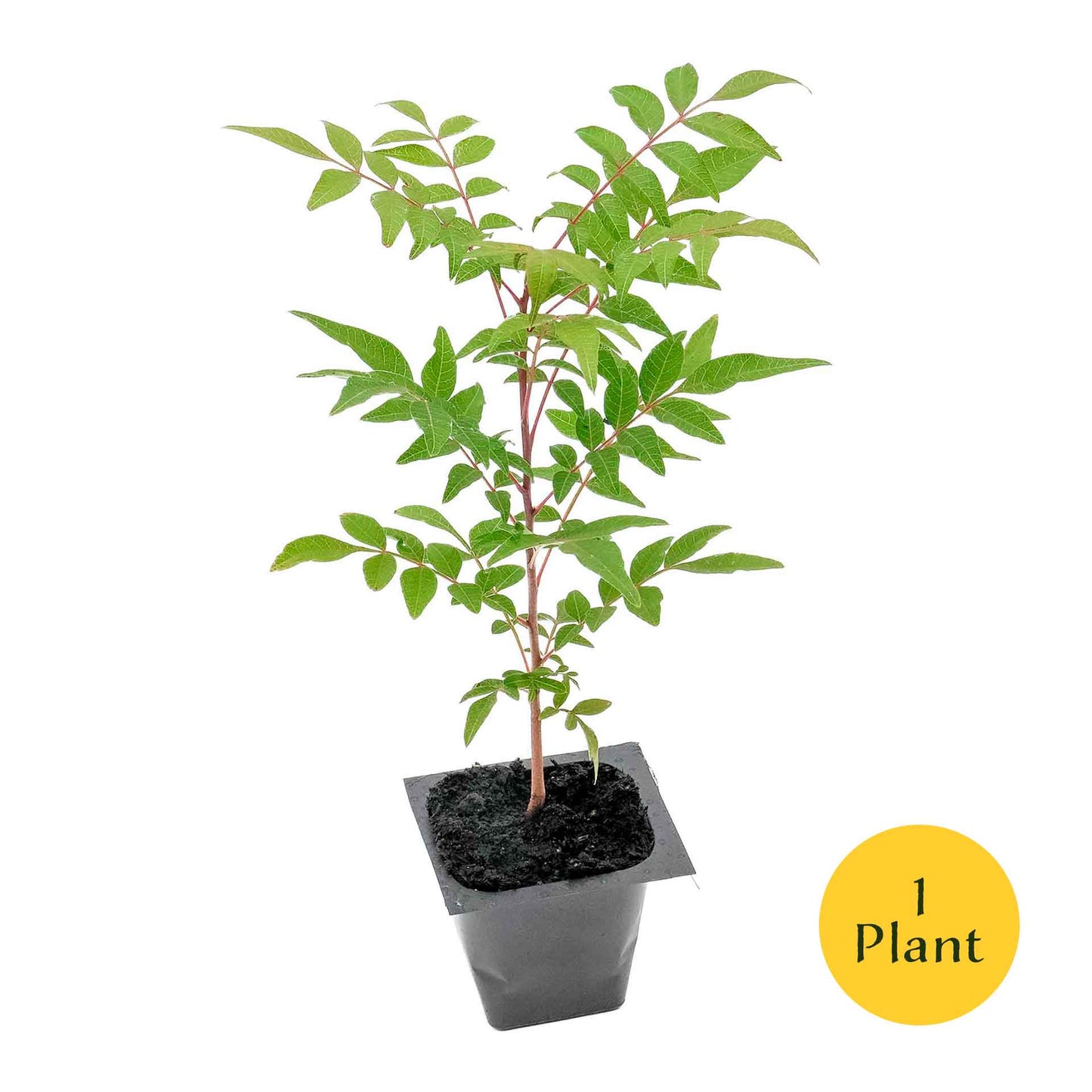 Dormant Chinese Pistache Tree Saplings (Pistacia Chinensis) in 2.5" Nursery Cubes