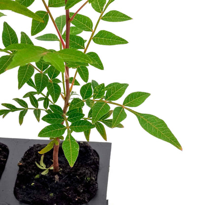 Dormant Chinese Pistache Tree Saplings (Pistacia Chinensis) in 2.5" Nursery Cubes