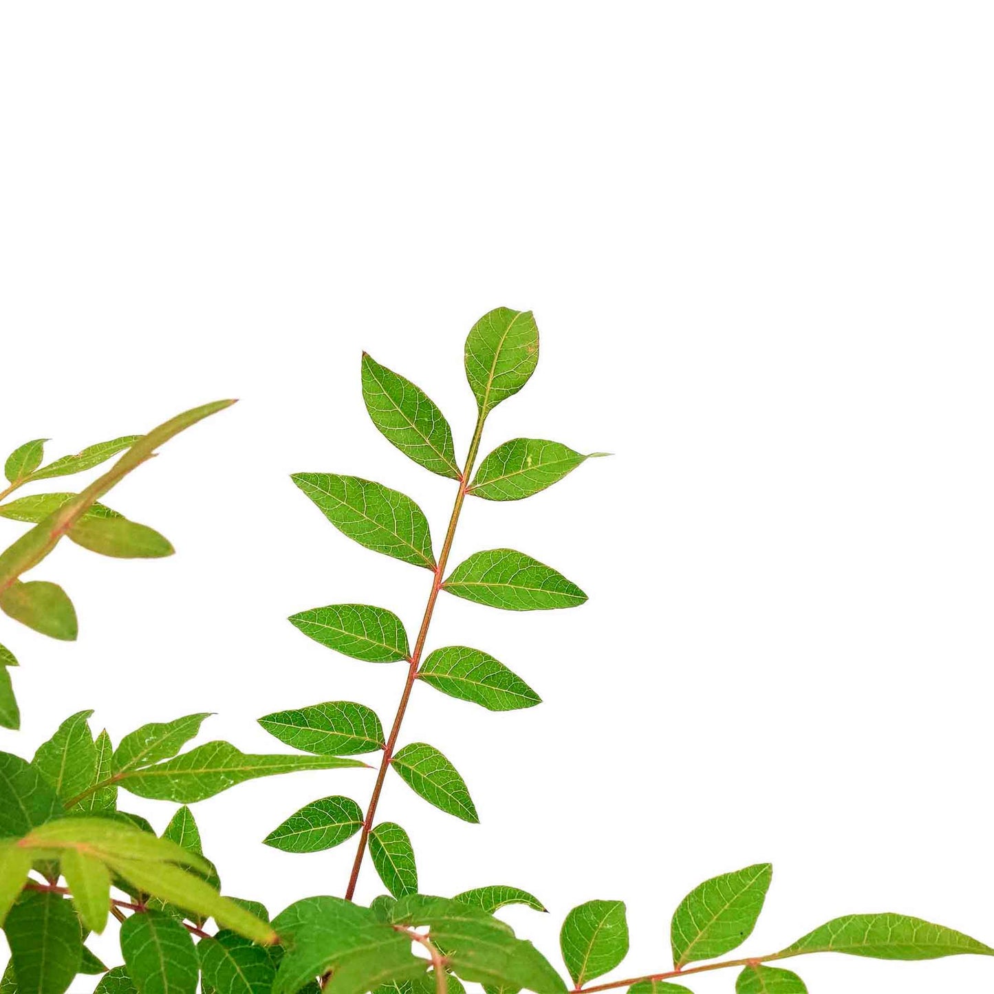 Dormant Chinese Pistache Tree Saplings (Pistacia Chinensis) in 2.5" Nursery Cubes