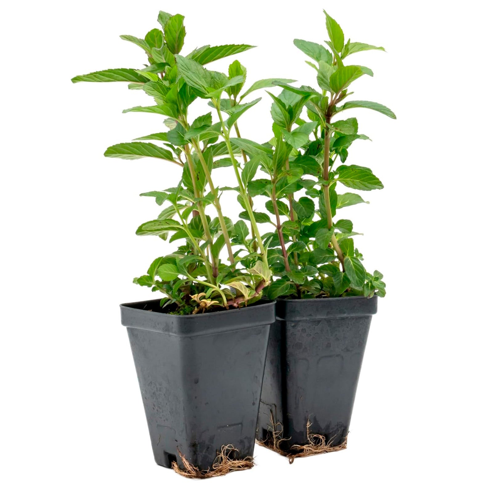Chocolate Mint | Live Herb in 2.5 Inch Nursery Cube | Mentha x piperita f. citrata Chocolate