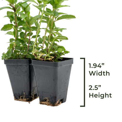 Chocolate Mint | Live Herb in 2.5 Inch Nursery Cube | Mentha x piperita f. citrata Chocolate