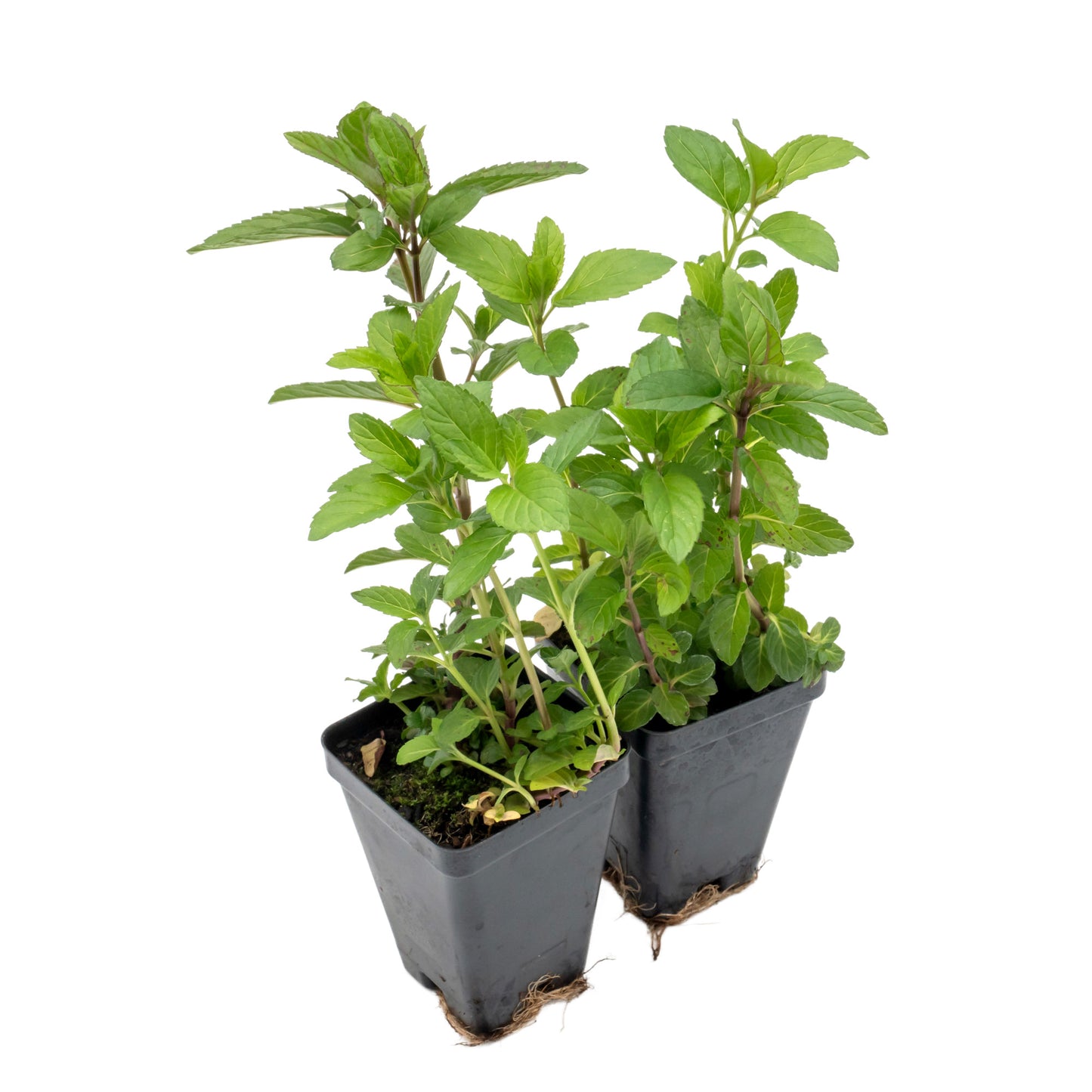 Chocolate Mint | Live Herb in 2.5 Inch Nursery Cube | Mentha x piperita f. citrata Chocolate