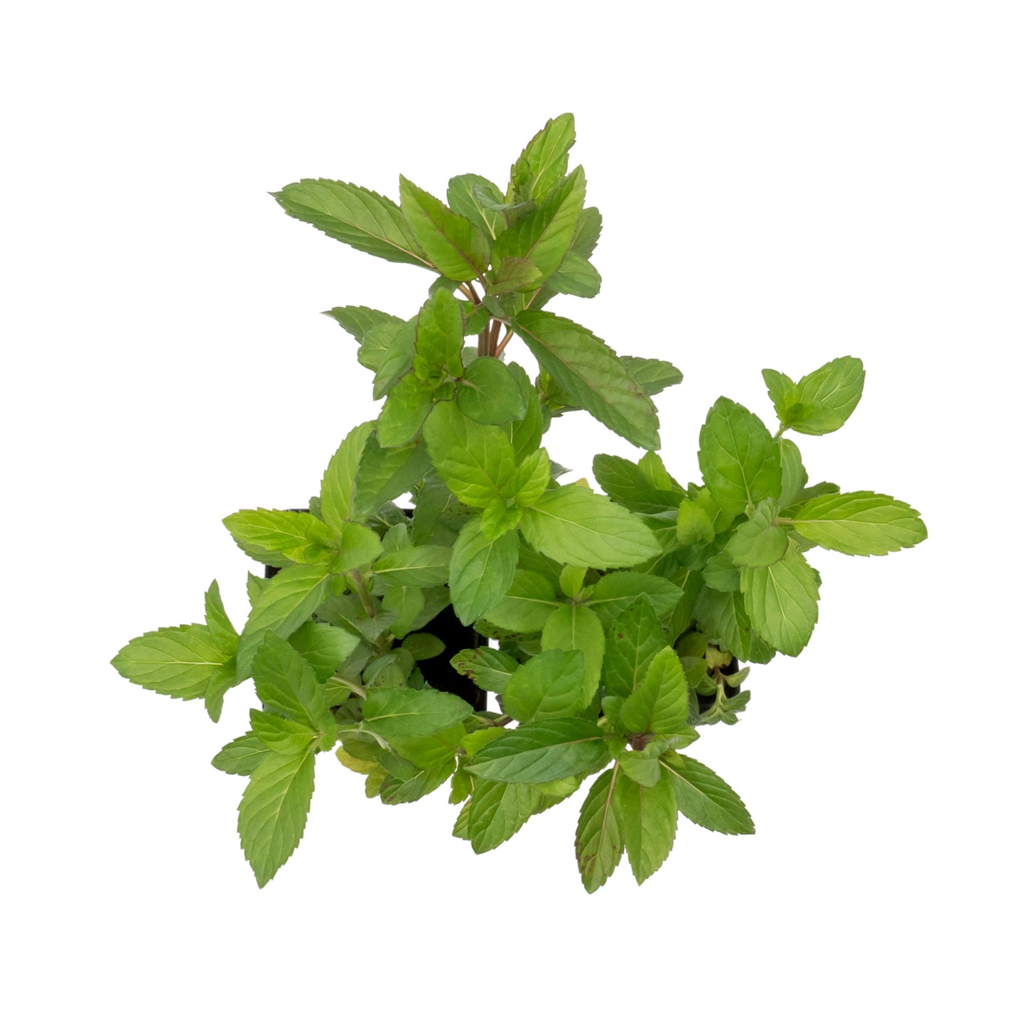 Chocolate Mint | Live Herb in 2.5 Inch Nursery Cube | Mentha x piperita f. citrata Chocolate
