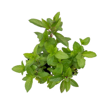 Chocolate Mint | Live Herb in 2.5 Inch Nursery Cube | Mentha x piperita f. citrata Chocolate