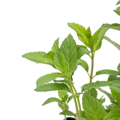 Chocolate Mint | Live Herb in 2.5 Inch Nursery Cube | Mentha x piperita f. citrata Chocolate