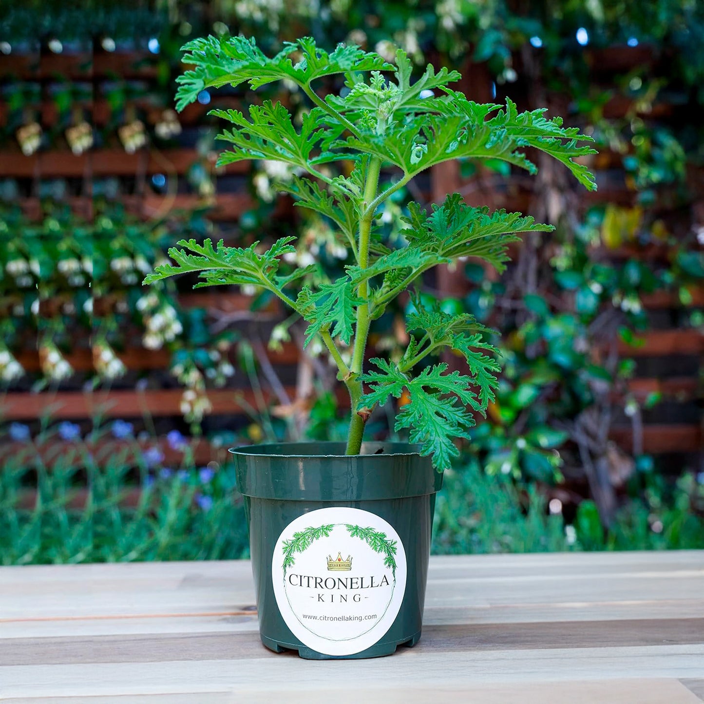 Citronella | Live Herb in 4 Inch Nursery Pot | Pelargonium graveolens