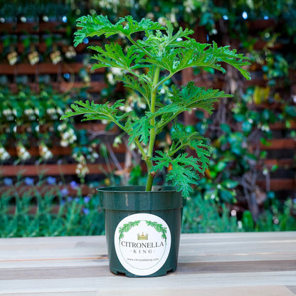 Citronella | Live Herb in 4 Inch Nursery Pot | Pelargonium graveolens