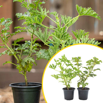 Citronella Dynamic Duo: Classic + Variegated Live Mosquito Plants in 4” Pot (Pelargonium) with Sharp Citrus-Pine Aroma & Mosquito Deterrence