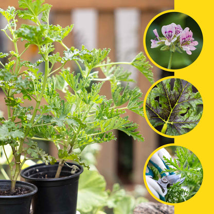 Citronella Dynamic Duo: Classic + Variegated Live Mosquito Plants in 4” Pot (Pelargonium) with Sharp Citrus-Pine Aroma & Mosquito Deterrence