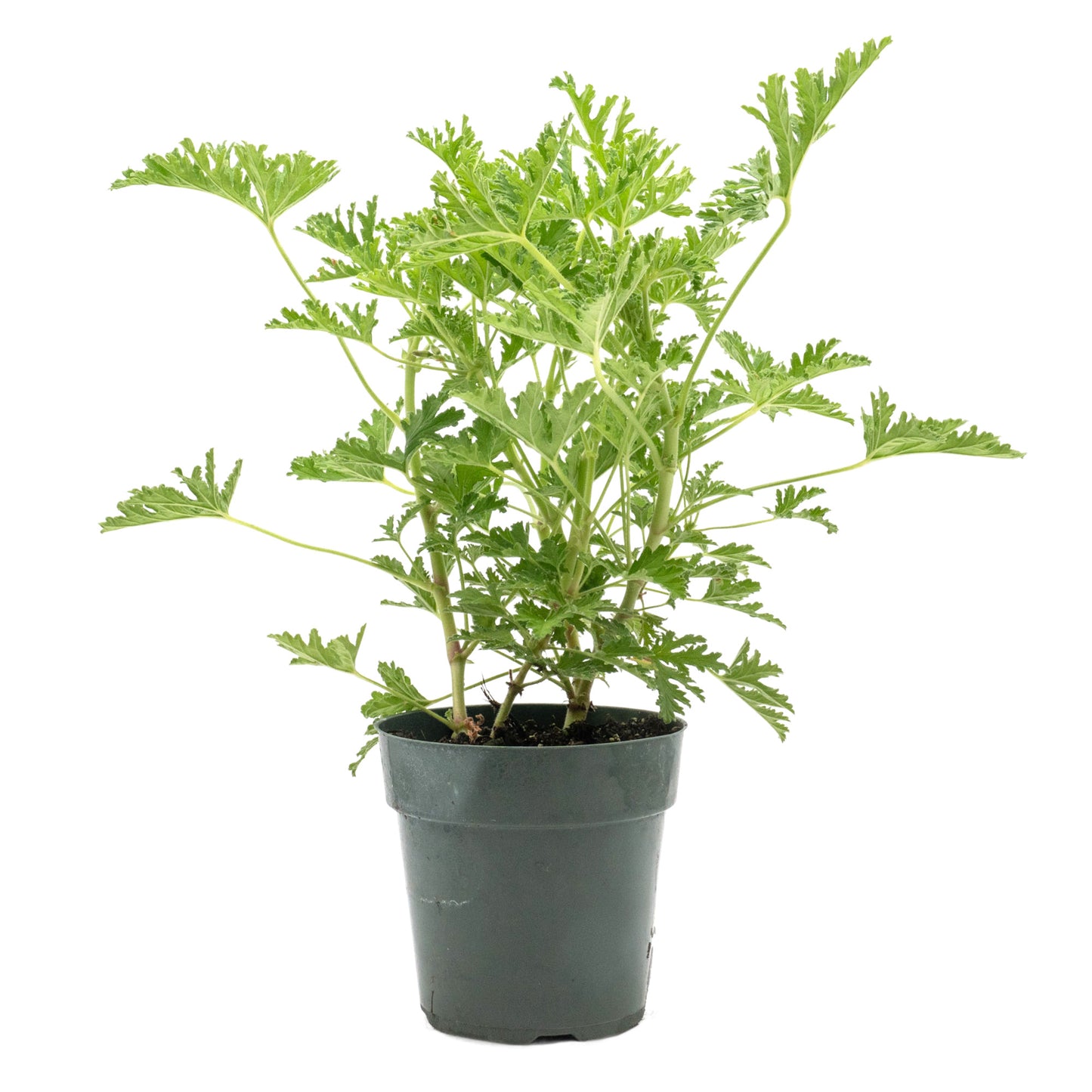 Extra Large 18” Citronella Mosquito Plant in 6” Pot (Pelargonium citrosum)