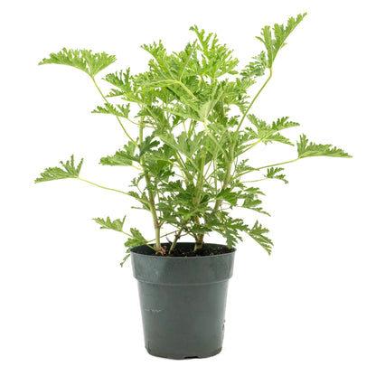 Extra Large 18” Citronella Mosquito Plant in 6” Pot (Pelargonium citrosum)