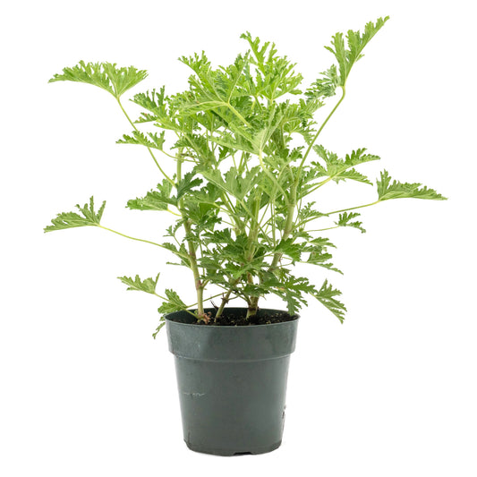 Extra Large 18” Citronella Mosquito Plant in 6” Pot (Pelargonium citrosum)