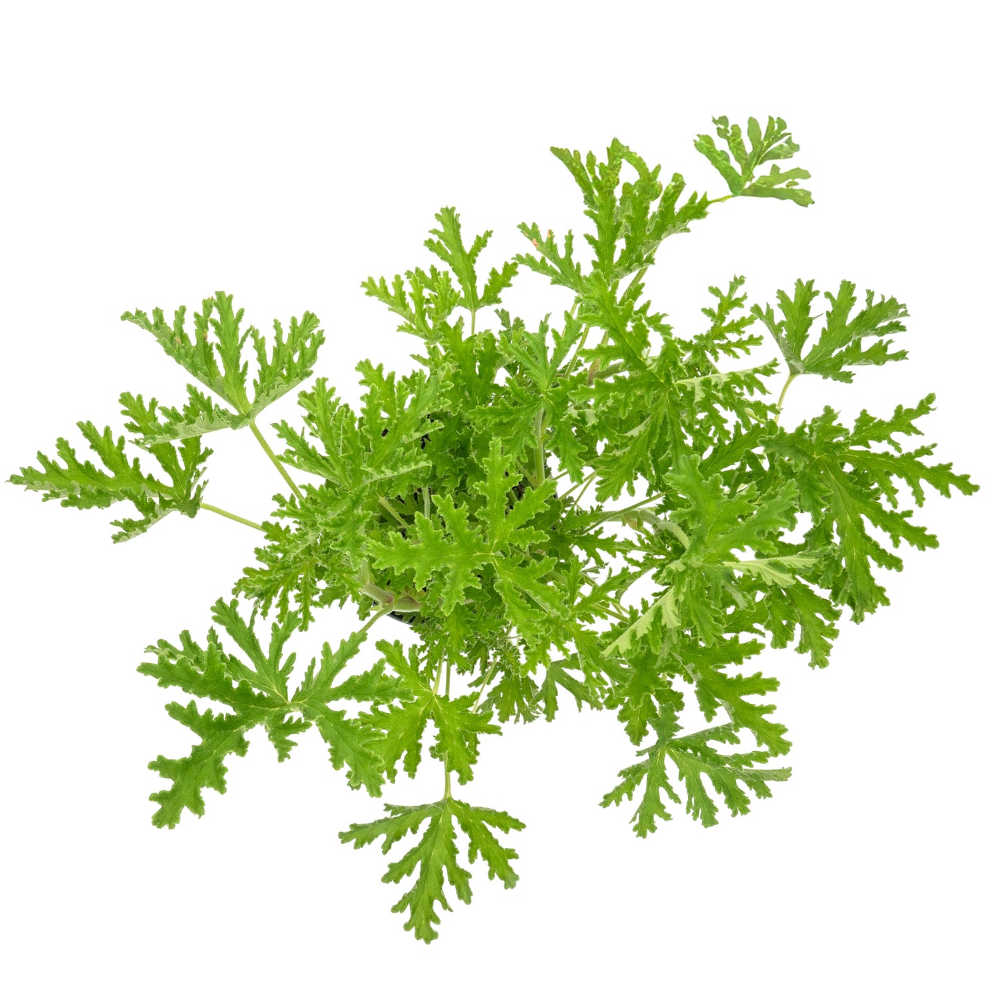 Extra Large 18” Citronella Mosquito Plant in 6” Pot (Pelargonium citrosum)