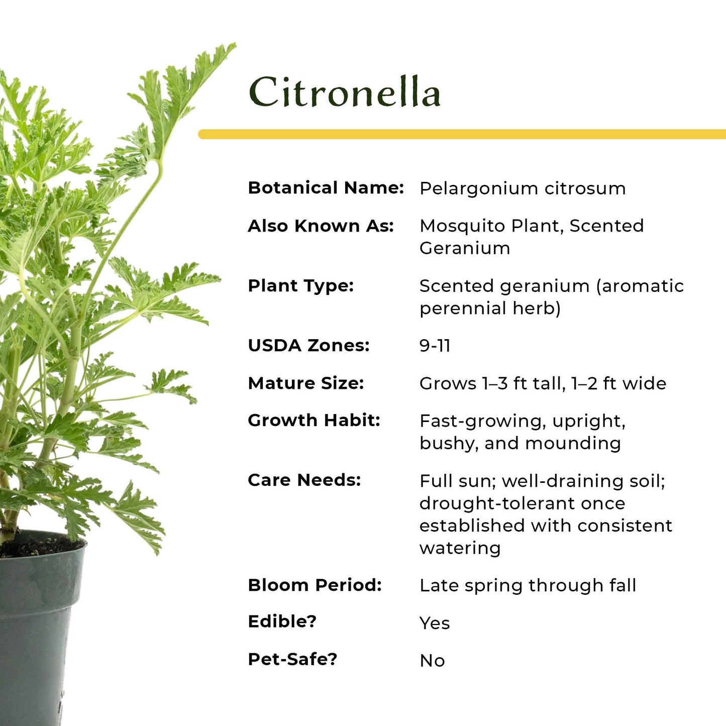 Extra Large 18” Citronella Mosquito Plant in 6” Pot (Pelargonium citrosum)