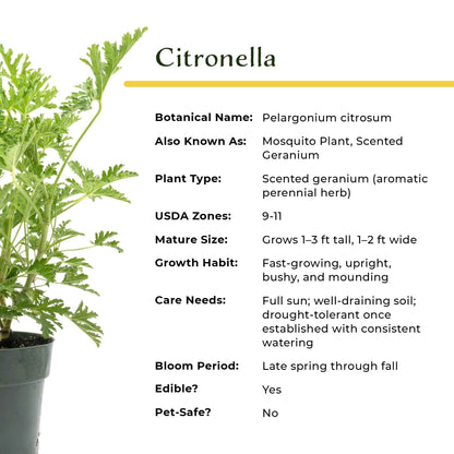 Extra Large 18” Citronella Mosquito Plant in 6” Pot (Pelargonium citrosum)