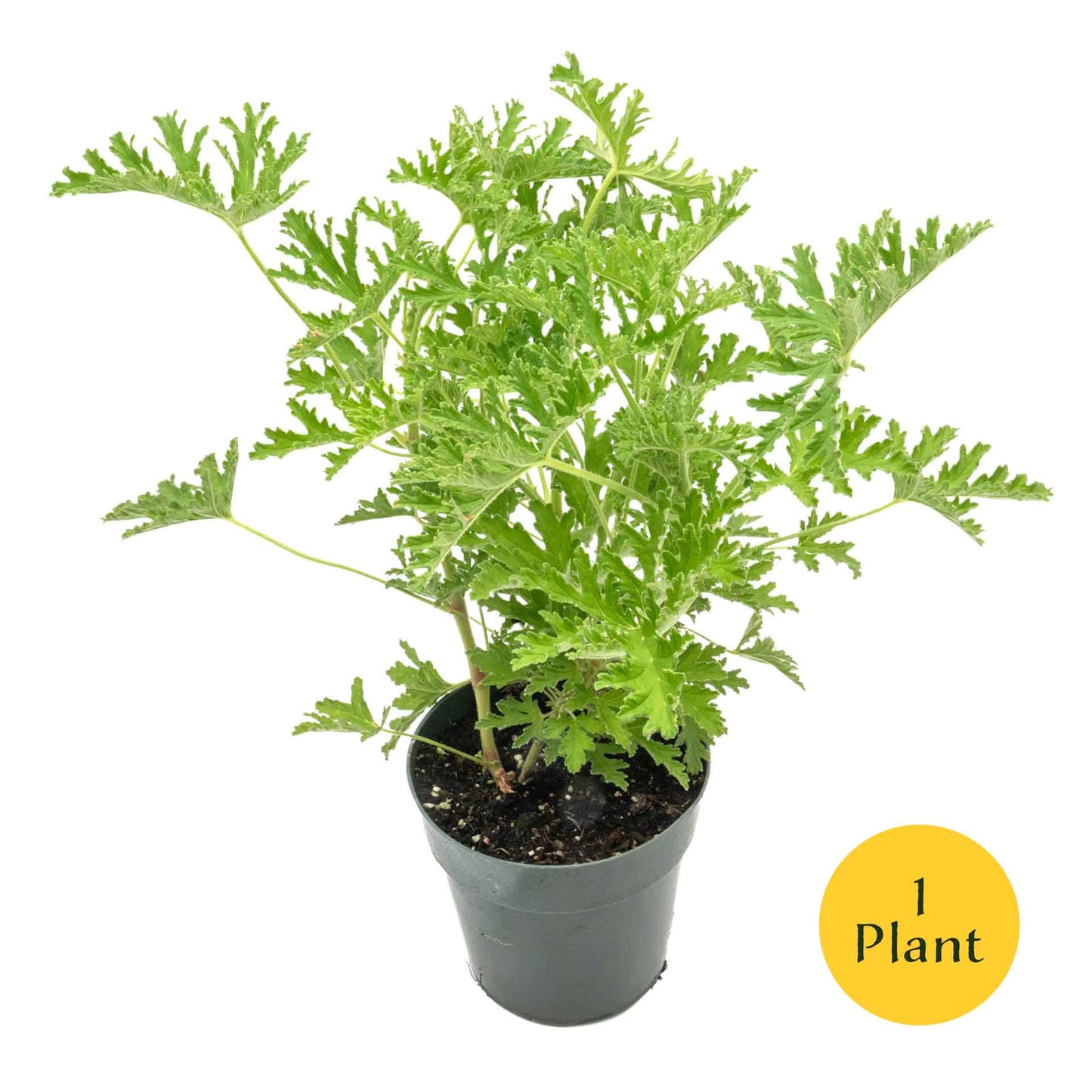 Extra Large 18” Citronella Mosquito Plant in 6” Pot (Pelargonium citrosum)