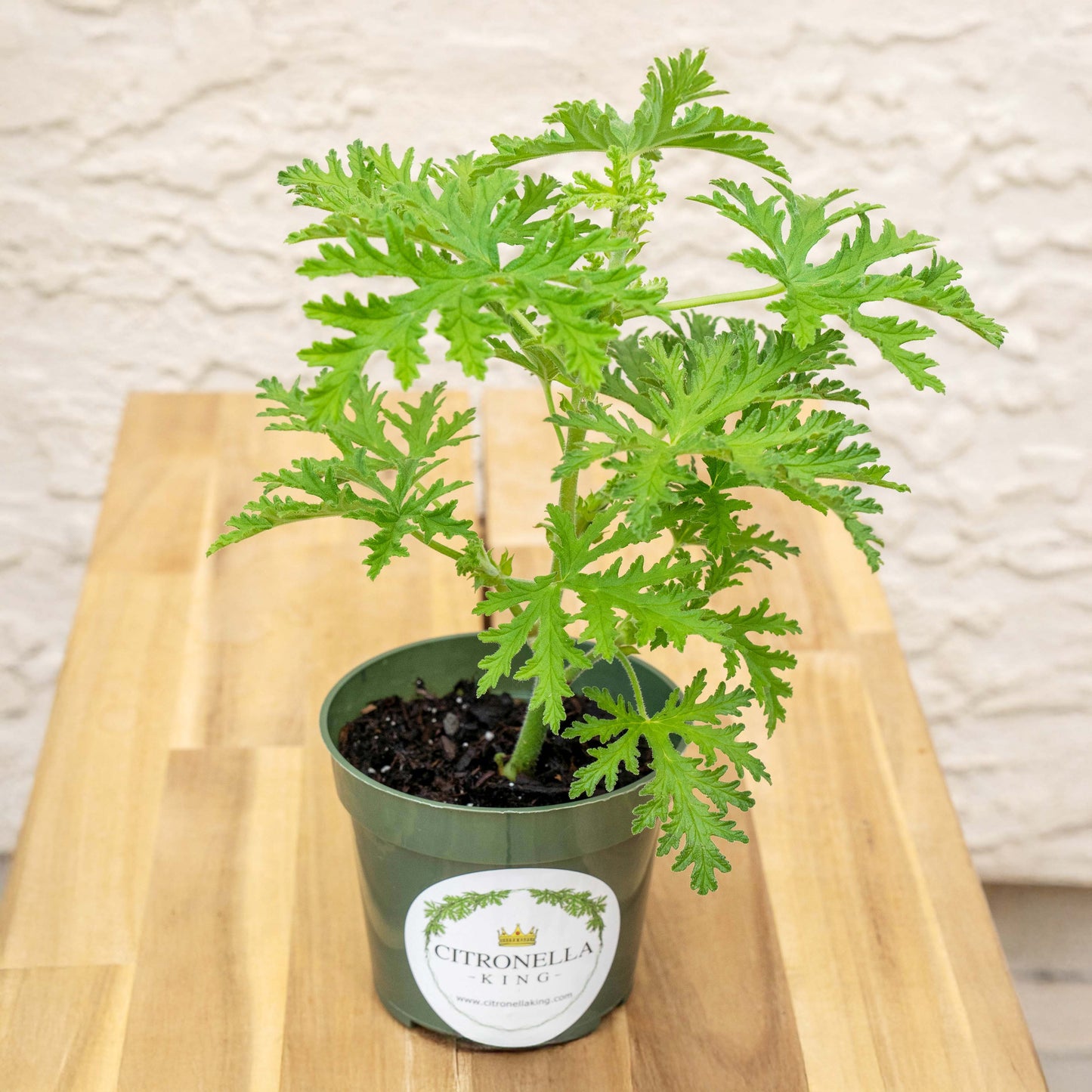 Citronella | Live Herb in 4 Inch Nursery Pot | Pelargonium graveolens