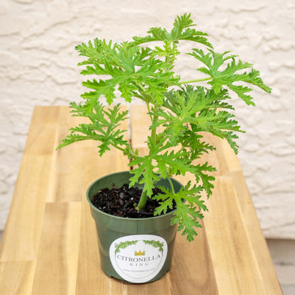Citronella | Live Herb in 4 Inch Nursery Pot | Pelargonium graveolens