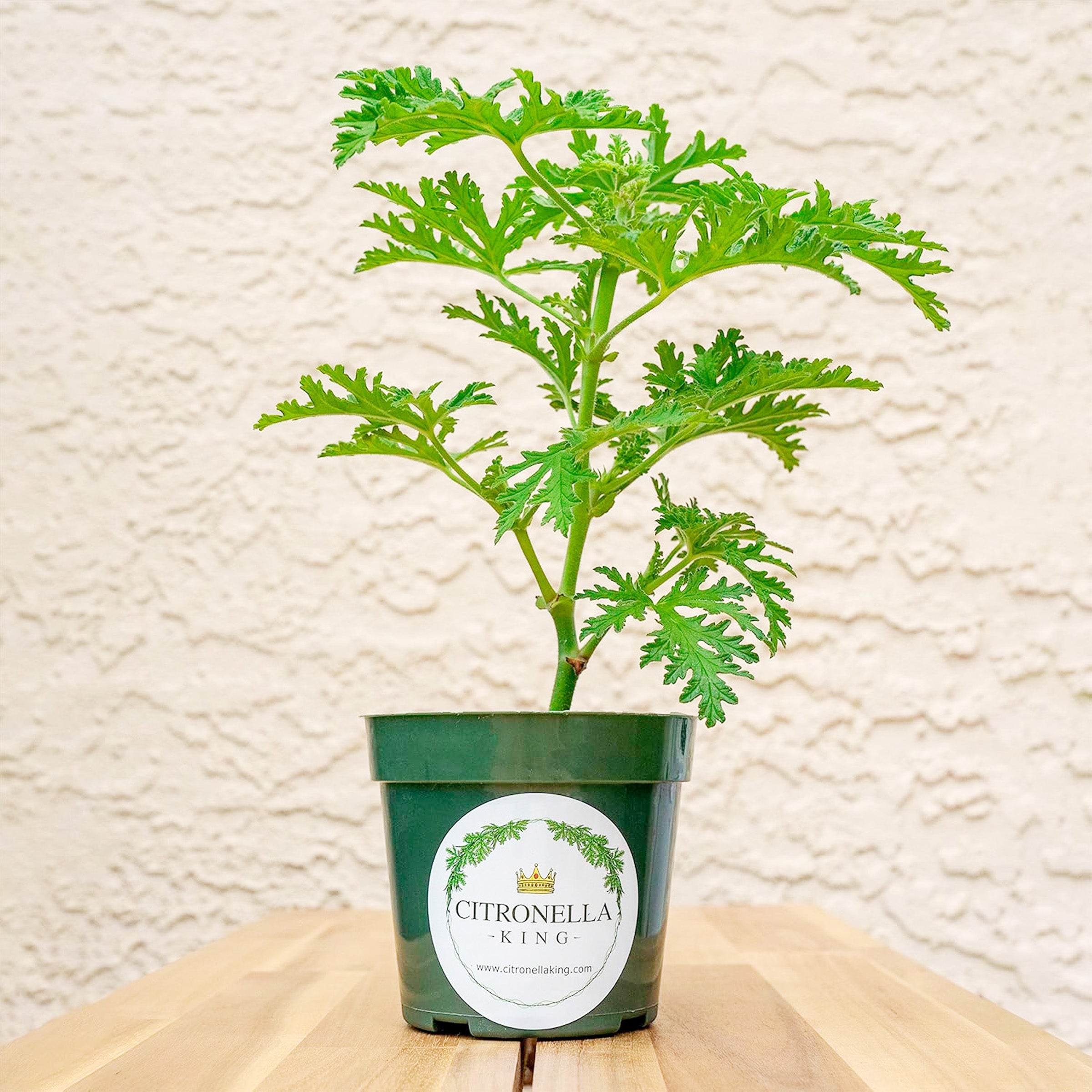 Citronella | Live Herb in 4 Inch Nursery Pot | Pelargonium graveolens