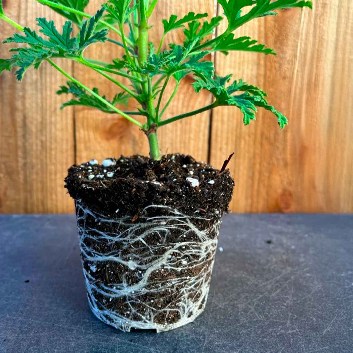 Extra Large 18” Citronella Mosquito Plant in 6” Pot (Pelargonium citrosum)