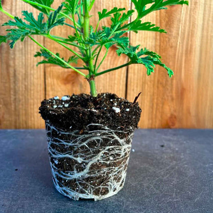 Extra Large 18” Citronella Mosquito Plant in 6” Pot (Pelargonium citrosum)