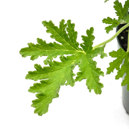 Extra Large 18” Citronella Mosquito Plant in 6” Pot (Pelargonium citrosum)