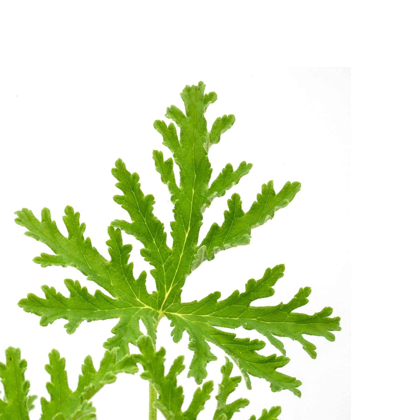 Extra Large 18” Citronella Mosquito Plant in 6” Pot (Pelargonium citrosum)