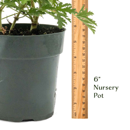 Extra Large 18” Citronella Mosquito Plant in 6” Pot (Pelargonium citrosum)