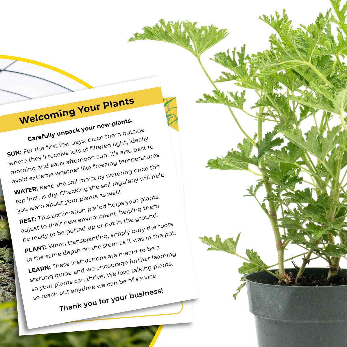 1 Large 18" Citronella Mosquito Plant in 6” Pot (Pelargonium ‘Citrosum’) Live Rooted Evergreen with Fragrant Insect-Repelling Foliage