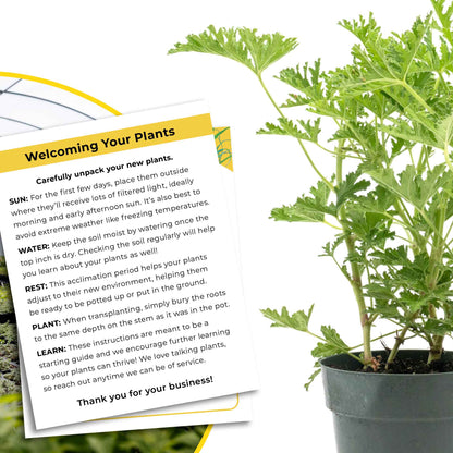 1 Large 18" Citronella Mosquito Plant in 6” Pot (Pelargonium ‘Citrosum’) Live Rooted Evergreen with Fragrant Insect-Repelling Foliage