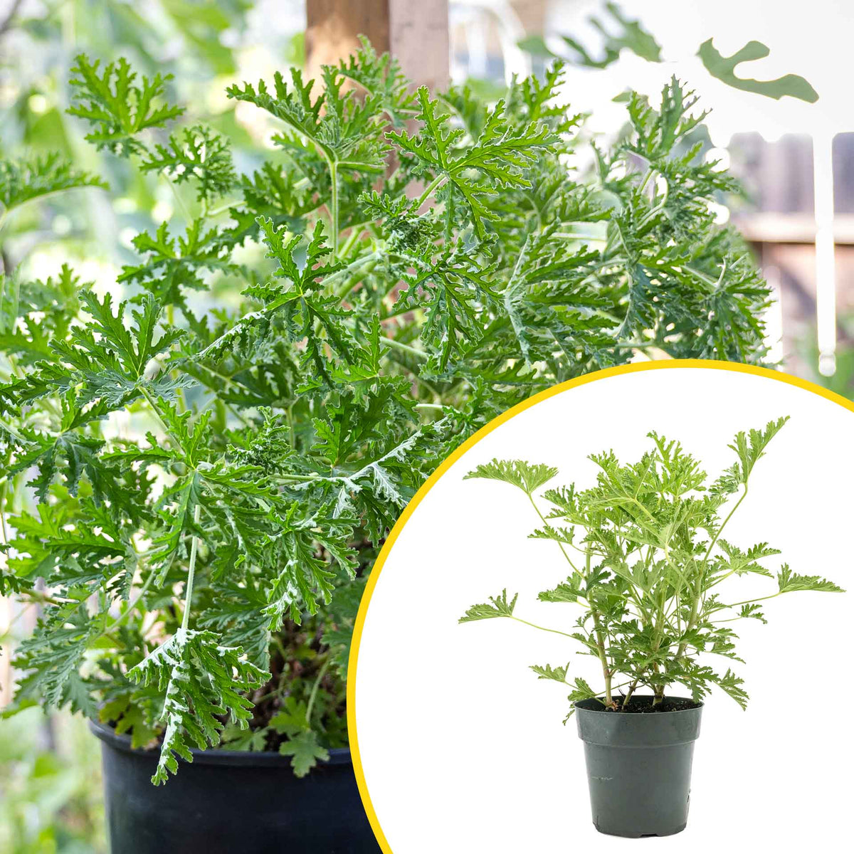 1 Large 18" Citronella Mosquito Plant in 6” Pot (Pelargonium ‘Citrosum’) Live Rooted Evergreen with Fragrant Insect-Repelling Foliage