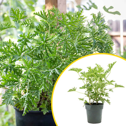1 Large 18" Citronella Mosquito Plant in 6” Pot (Pelargonium ‘Citrosum’) Live Rooted Evergreen with Fragrant Insect-Repelling Foliage