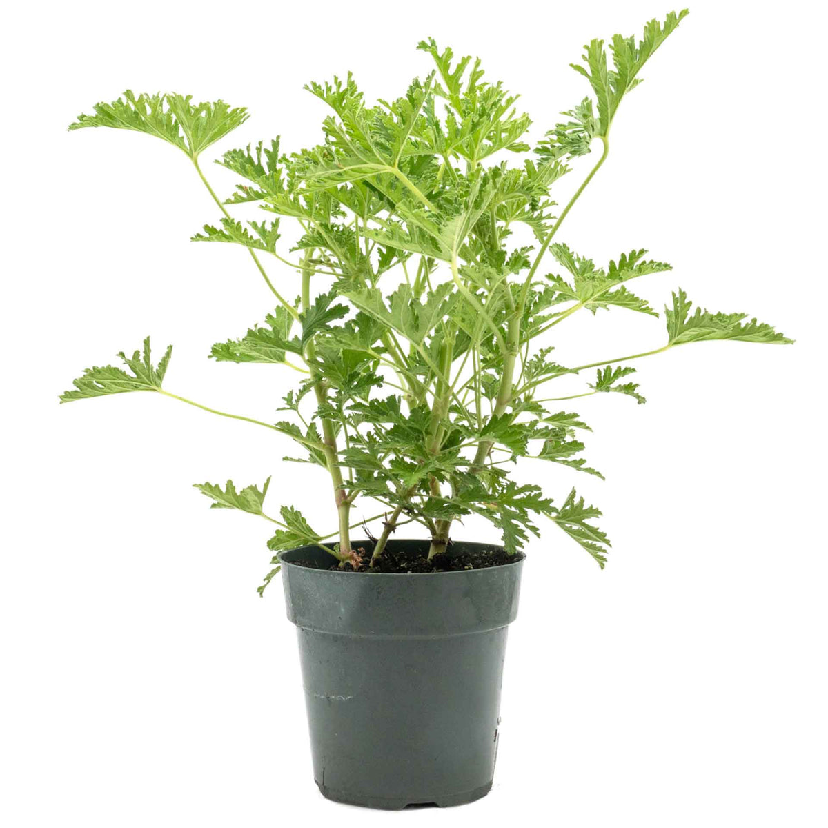 1 Large 18" Citronella Mosquito Plant in 6” Pot (Pelargonium ‘Citrosum’) Live Rooted Evergreen with Fragrant Insect-Repelling Foliage