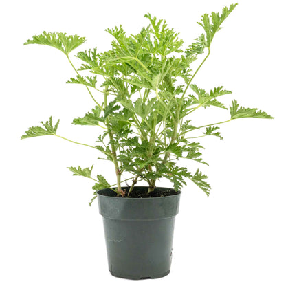 1 Large 18" Citronella Mosquito Plant in 6” Pot (Pelargonium ‘Citrosum’) Live Rooted Evergreen with Fragrant Insect-Repelling Foliage