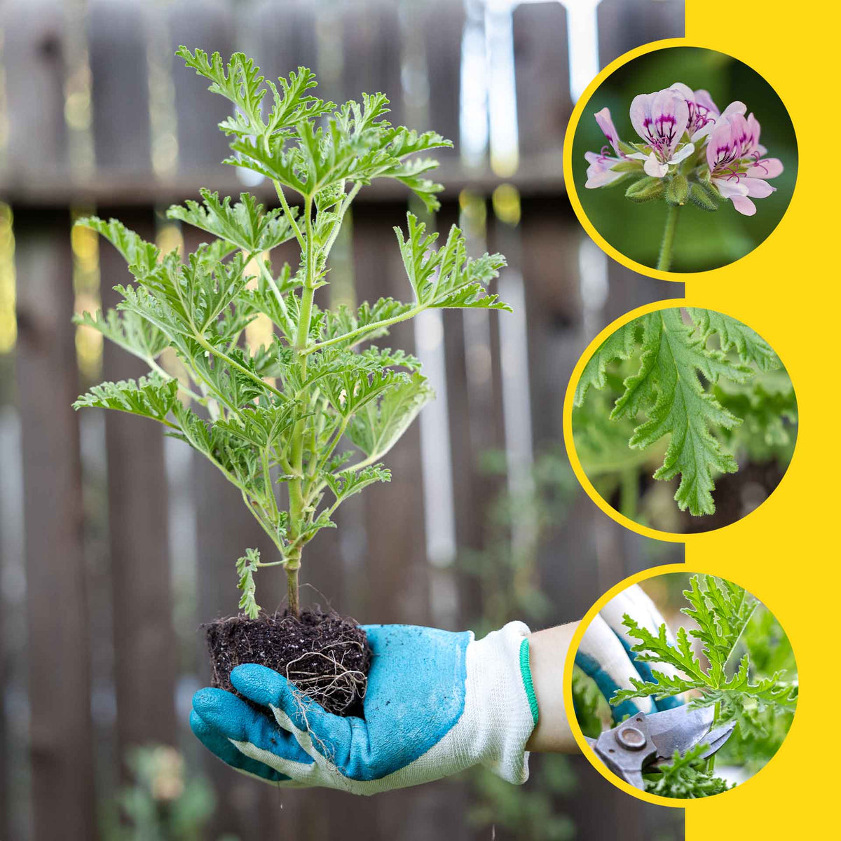 1 Large 18" Citronella Mosquito Plant in 6” Pot (Pelargonium ‘Citrosum’) Live Rooted Evergreen with Fragrant Insect-Repelling Foliage