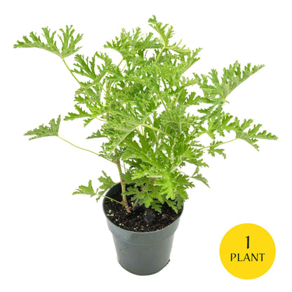 1 Large 18" Citronella Mosquito Plant in 6” Pot (Pelargonium ‘Citrosum’) Live Rooted Evergreen with Fragrant Insect-Repelling Foliage