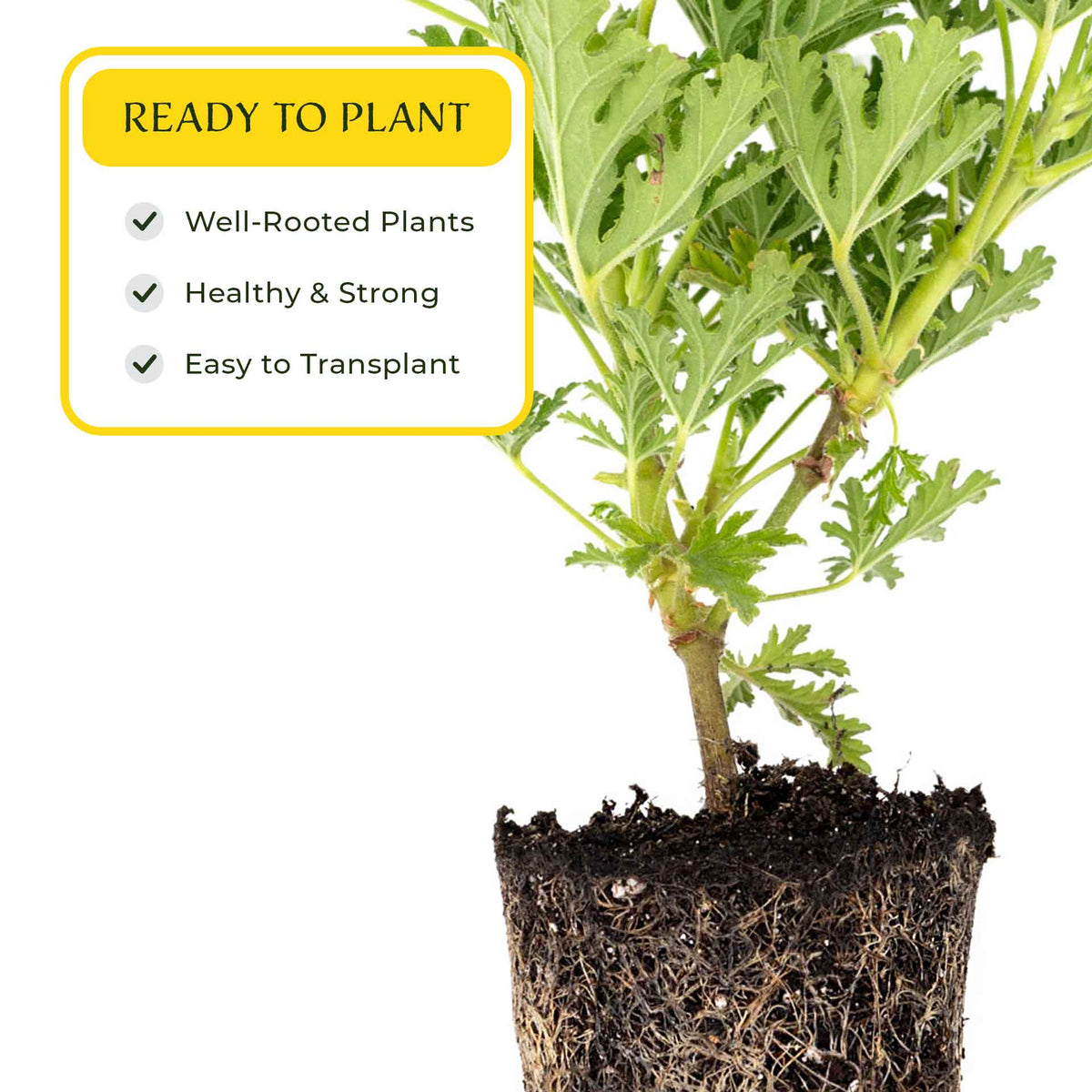 1 Large 18" Citronella Mosquito Plant in 6” Pot (Pelargonium ‘Citrosum’) Live Rooted Evergreen with Fragrant Insect-Repelling Foliage