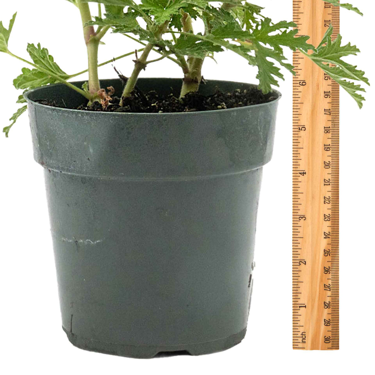 1 Large 18" Citronella Mosquito Plant in 6” Pot (Pelargonium ‘Citrosum’) Live Rooted Evergreen with Fragrant Insect-Repelling Foliage