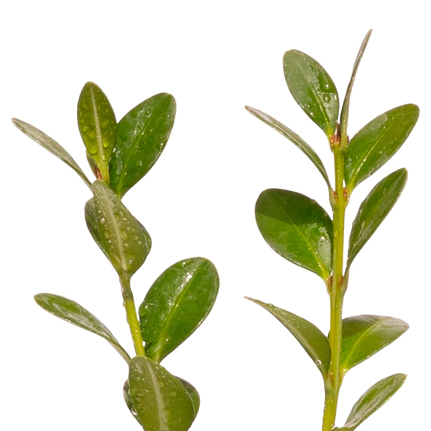 Green Mountain Boxwood | Live Plant in 2.5 Inch Nursery Cube | Buxus ‘Green Mountain’