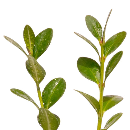 Green Mountain Boxwood | Live Plant in 2.5 Inch Nursery Cube | Buxus ‘Green Mountain’
