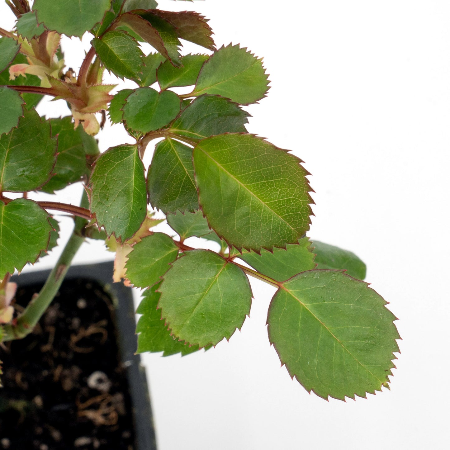 "Flower Carpet Red" Rose | Live Plant in 2.5 Inch Nursery Cube | Rosa x ‘Noare’