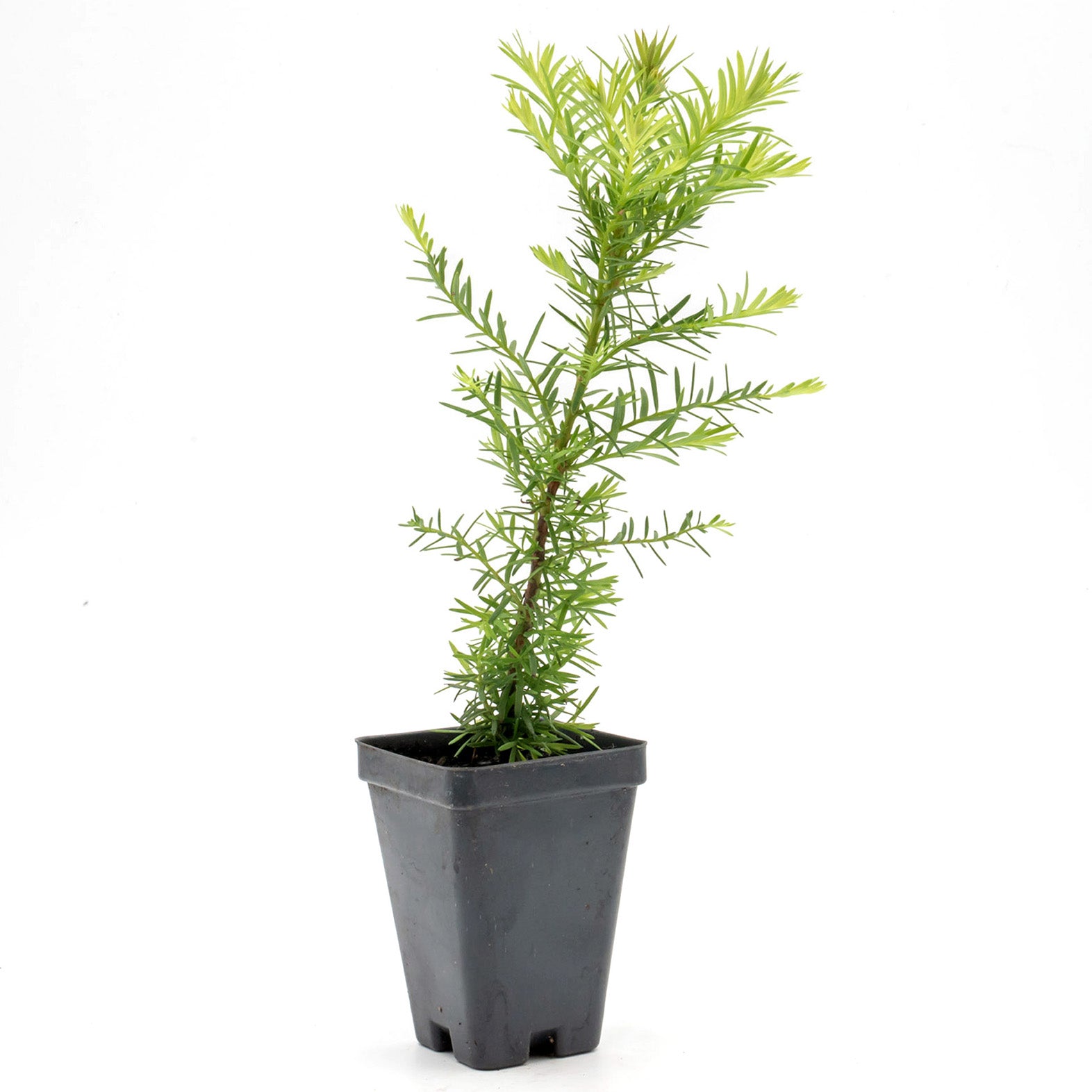 Coastal Redwood | Live Sapling in 2.5 Inch Nursery Cube | Sequoia sempervirens