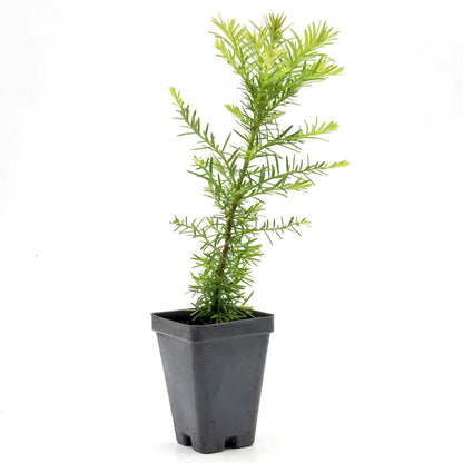 Coastal Redwood | Live Sapling in 2.5 Inch Nursery Cube | Sequoia sempervirens