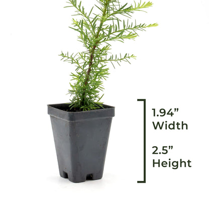Coastal Redwood | Live Sapling in 2.5 Inch Nursery Cube | Sequoia sempervirens
