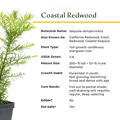 Coastal Redwood in 2.5” Nursery Cubes (Sequoia sempervirens) | Majestic Evergreen Tree for Shade, Privacy & Wildlife | Ready-to-Plant