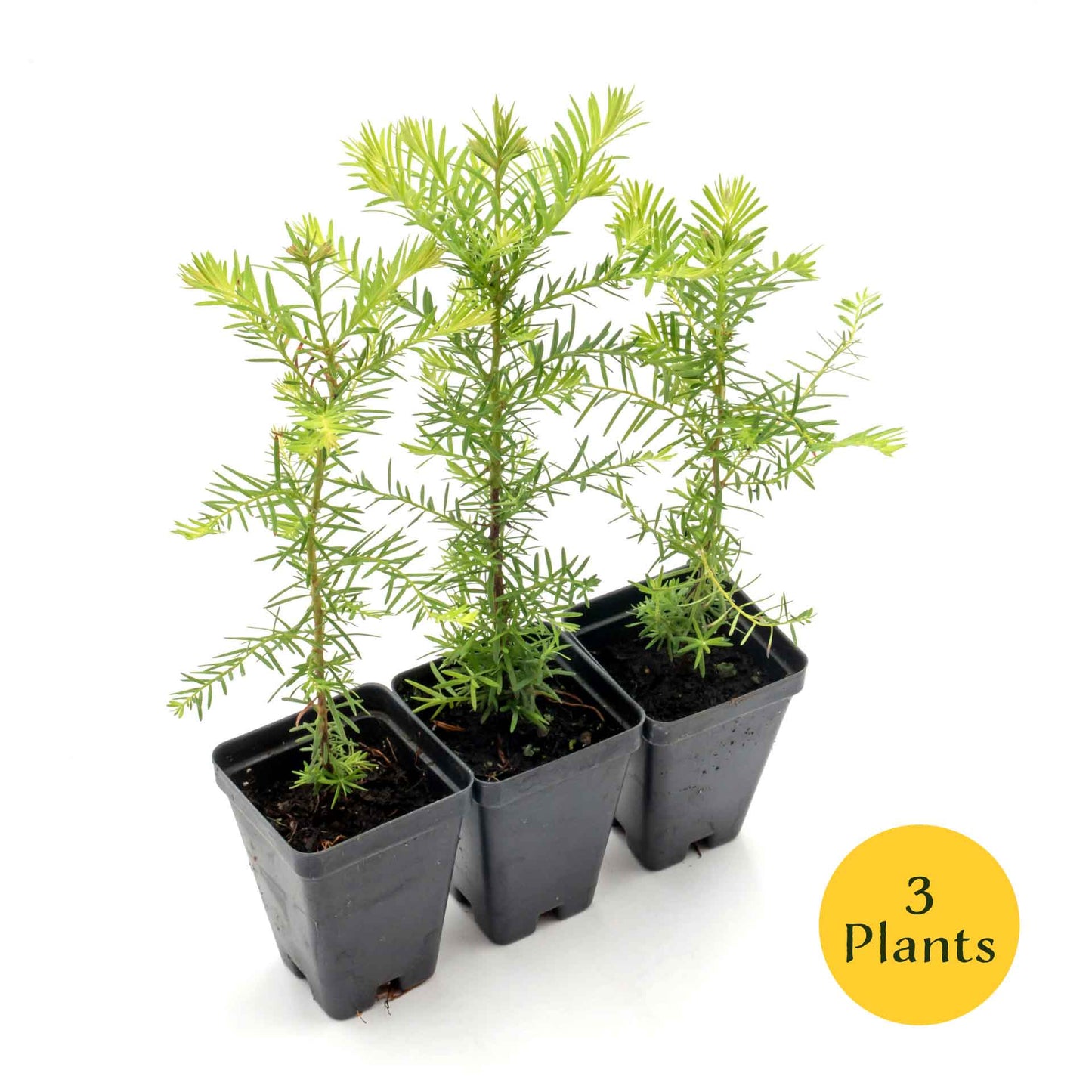 Coastal Redwood in 2.5” Nursery Cubes (Sequoia sempervirens) | Majestic Evergreen Tree for Shade, Privacy & Wildlife | Ready-to-Plant
